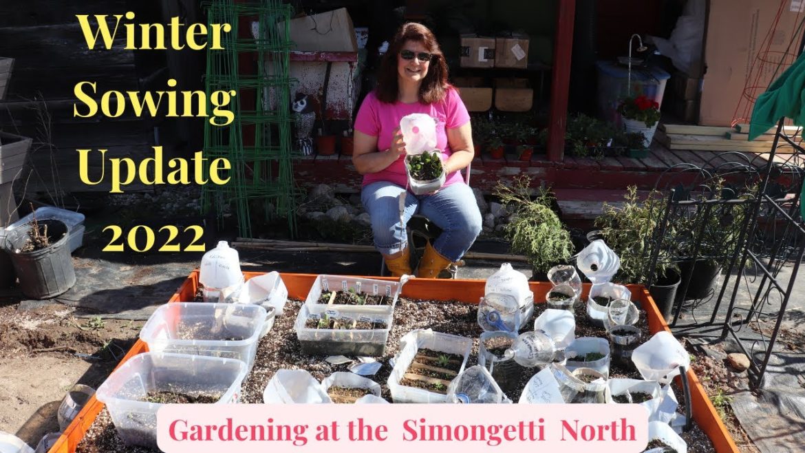 Winter Sowing Update 050822 // Gardening at the Simongetti North Winter Sowing Update 050822 // Gardening at the Simongetti North