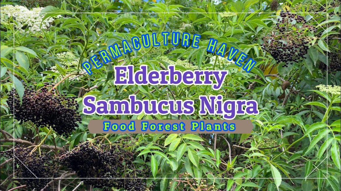 Elderberry – Sambucus Nigra – Subtropical Food Forest Plants Elderberry - Sambucus Nigra - Subtropical Food Forest Plants