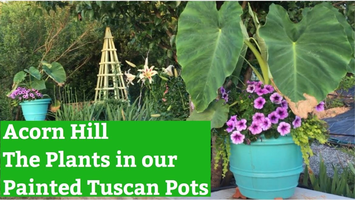 🇵🇭 CONTAINER GARDEN IDEA: OUR BACKYARD TUSCAN POTS AND PLANTS