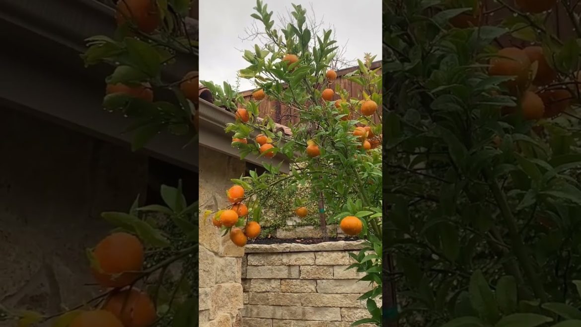 Orange farming in house | Fruit Farm In China | Fruit Satisfying Fresh | Fruit Cutting | 2023#Shorts