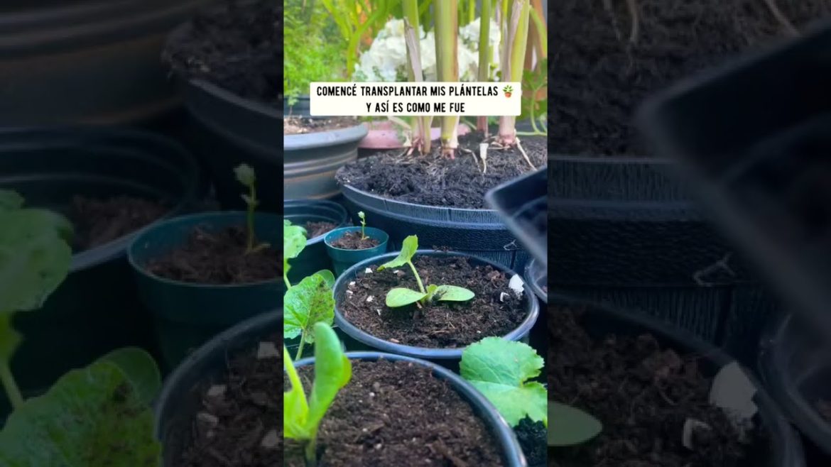 Tomato 🍅| Episode_1 | Container Garden 🌱#verdura #plants #semilla #shorts