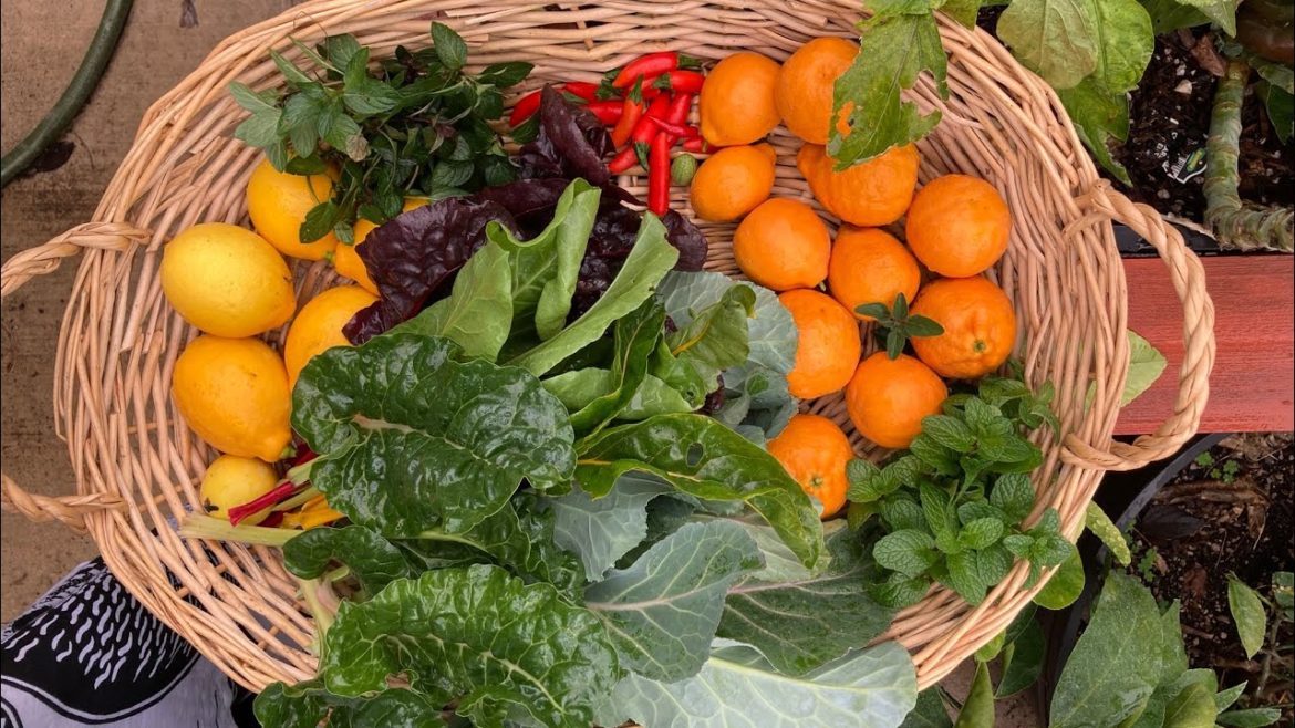 Morning Harvest from My Raised Beds and Container Garden.