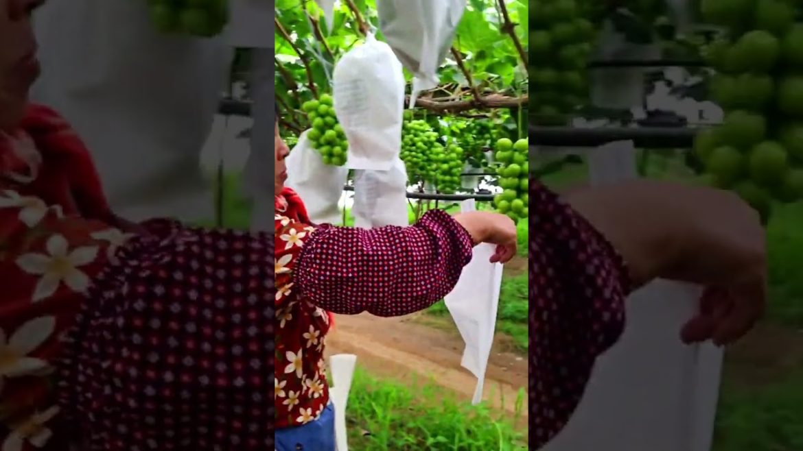 Grape fruit protection bag