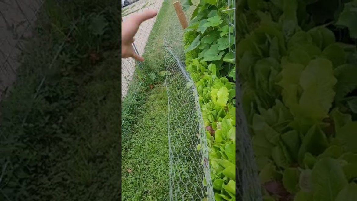 Small space, raised bed, vertical container garden tour July 5, 2022