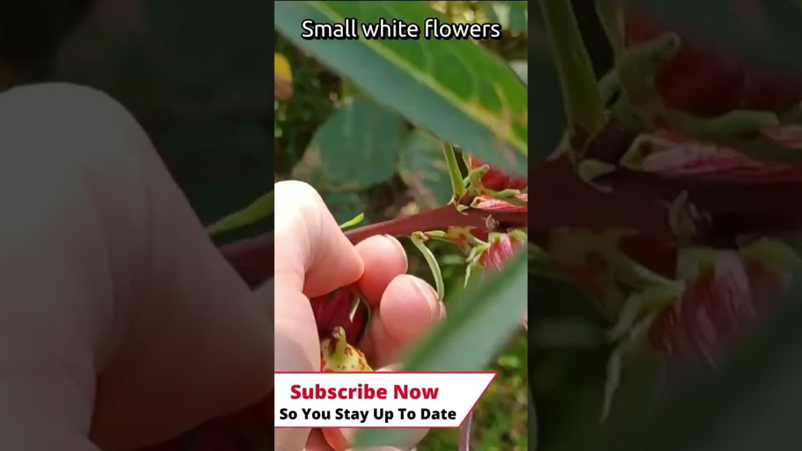 #shorts  Edible Landscape Plant With  Beautiful Flowers | Roselle Hibiscus