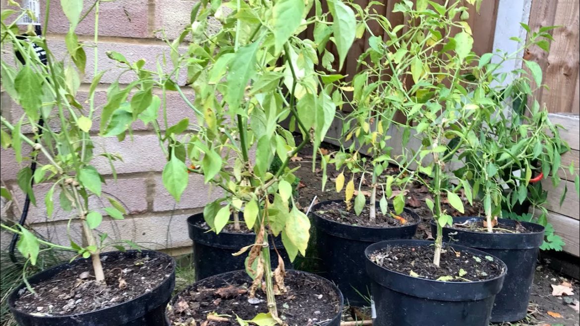 How To Overwinter Chilli Peppers, Overwintering Chillies, Vegetable Gardening How To Overwinter Chilli Peppers, Overwintering Chillies, Vegetable Gardening