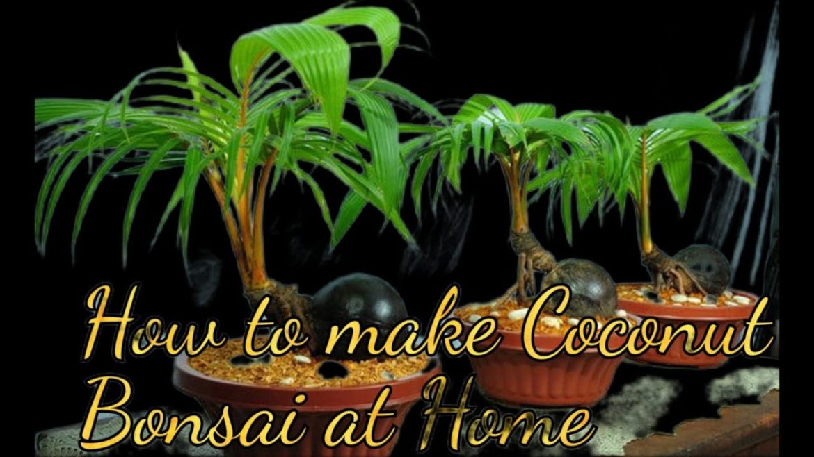 Coconut Bonsai, I'll teach you how to coconut bonsai tree at home fast and easy #coconutbonsai #art