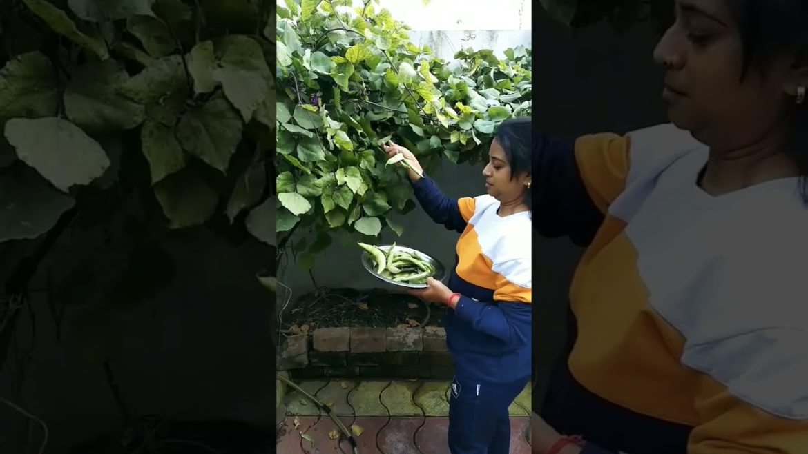 Fresh Vegetables Harvesting #containergardening #organicgardening #shorts