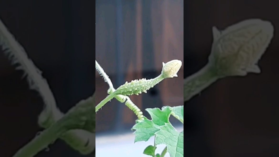 പാവൽ കൃഷി.... 🥒🥒🥒#usefulsnippets #krishitips #gardentips #shorts