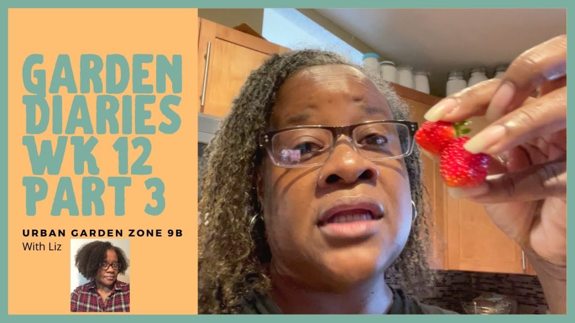 Container Garden Diaries Wk 12 Part 3 Documenting Our Garden Journey Small Space Gardening Zone 9b Container Garden Diaries Wk 12 Part 3 Documenting Our Garden Journey Small Space Gardening Zone 9b