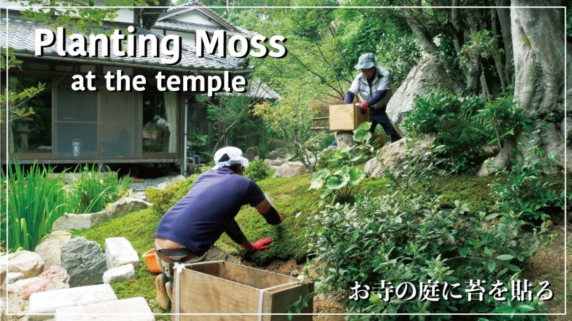 (Pro.14) Planting moss at the temple garden. 【Japanese Garden】 (Pro.14) Planting moss at the temple garden. 【Japanese Garden】