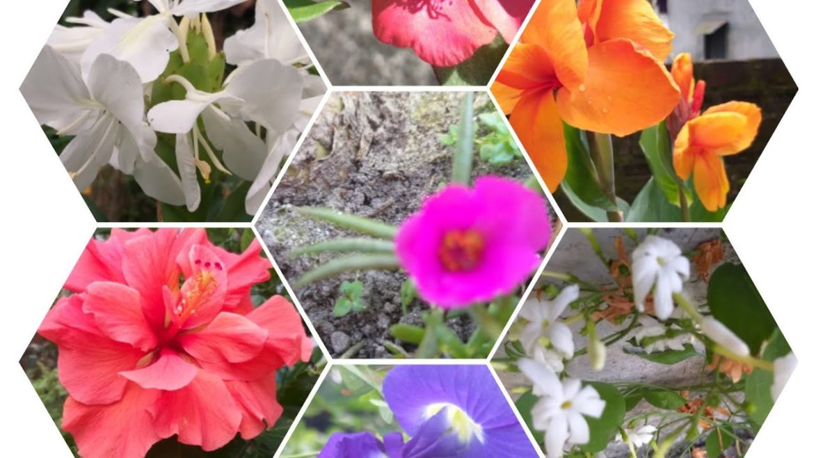 How to save you summer plant  from dying  in winter/  garden tips/ Garden View point