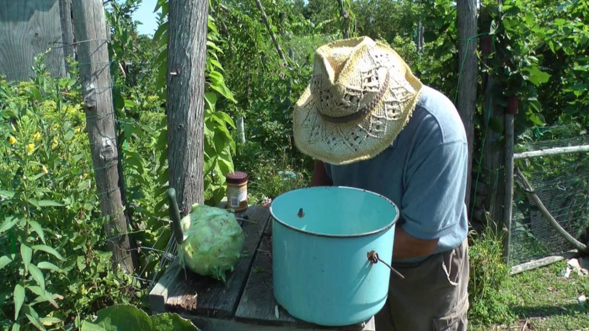A Backyard Garden Bed of French Shallots!