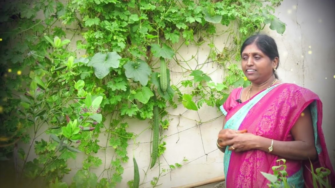 మిద్దెపై - మినీ ఫారెస్ట్ || కూరగాయలు, పూలు, పండ్లు, ఔషధ మొక్కలు సాగు || శ్రీమతి వనజా రెడ్డి