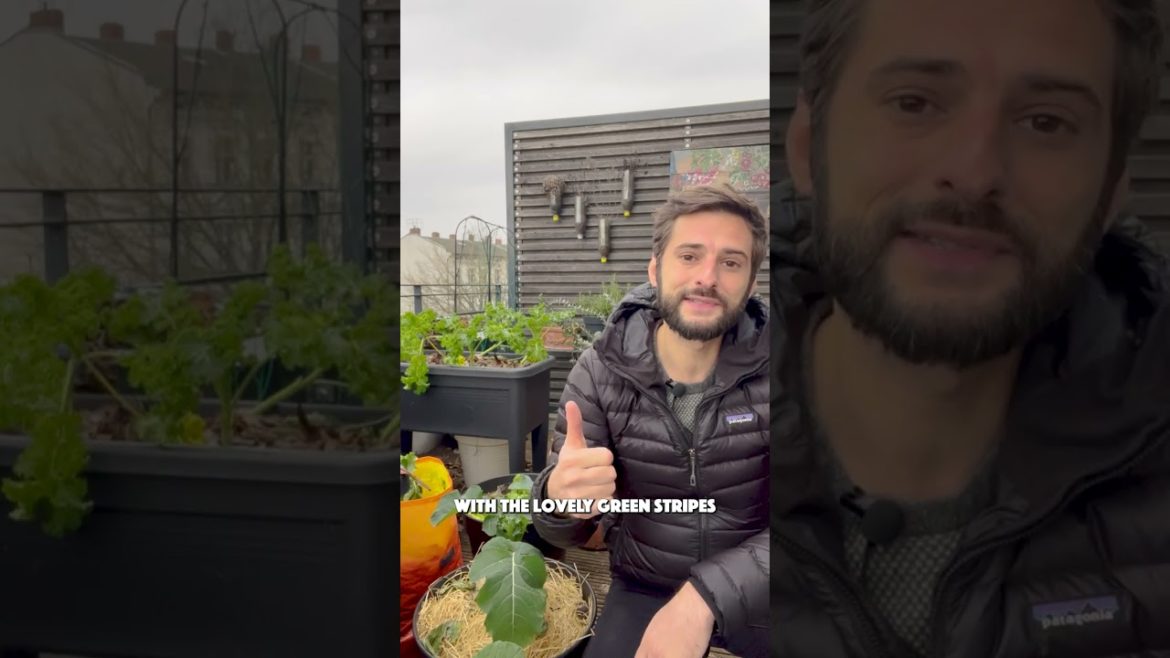 Grow your Food - Top 5 tomato varieties to grow in pots