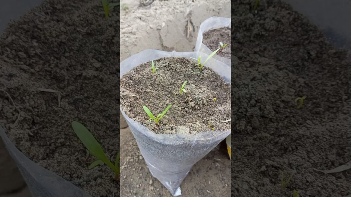 Palak in pot #shorts #short #gardening #garden