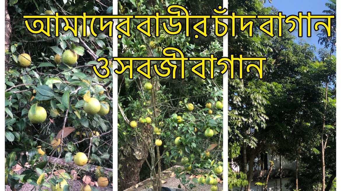 SHOKHER BAGAN/BANGLADESHI ROOF TOP GARDEN /VEGETABLE GARDENING /5 January 2023 Farhana’s home SHOKHER BAGAN/BANGLADESHI ROOF TOP GARDEN /VEGETABLE GARDENING /5 January 2023 Farhana’s home