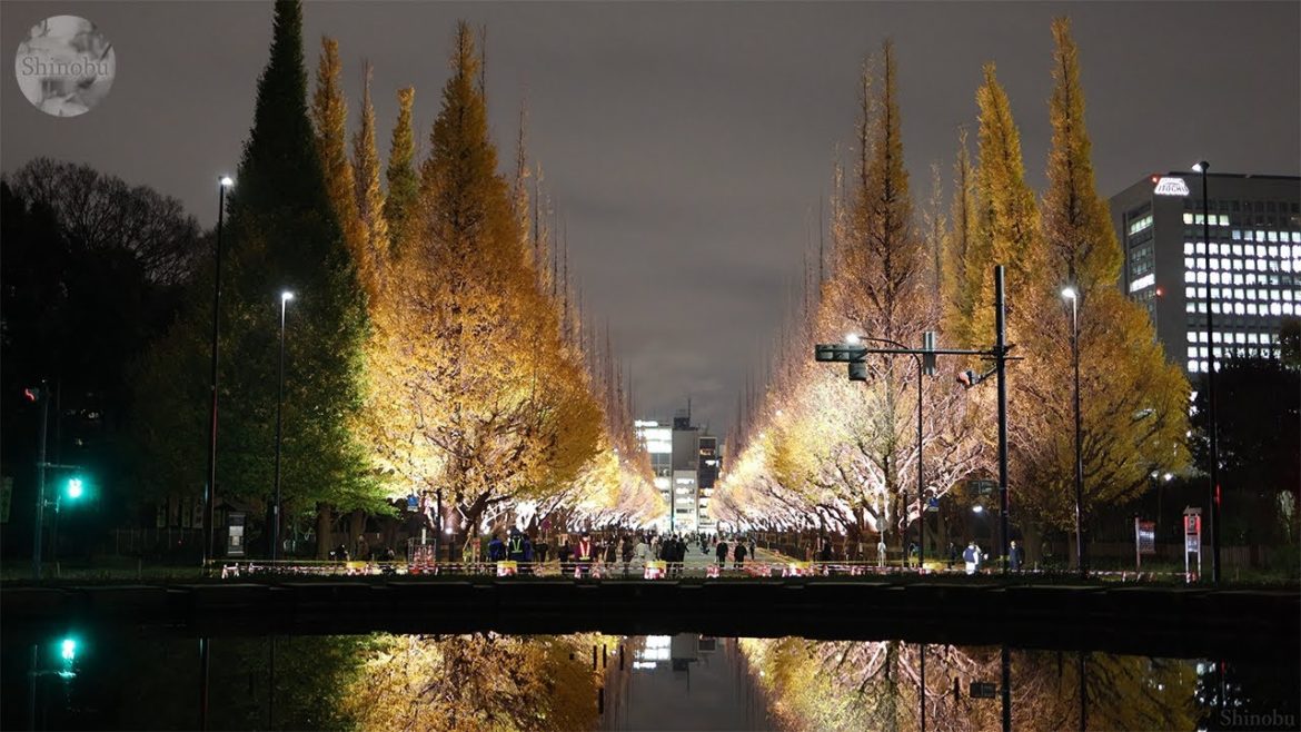 Japanese Garden at Night [Autumn leaves Lights] Tokyo