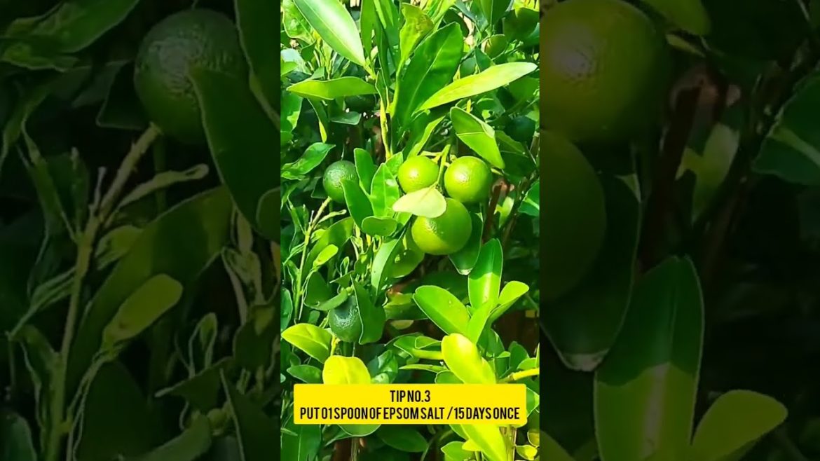 4 Easy tips for terrace garden fruit plants |#terracegarden 4 Easy tips for terrace garden fruit plants |#terracegarden