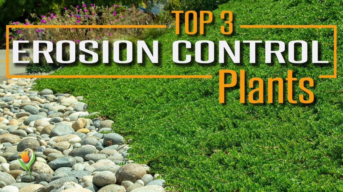 Use These Plants on your Slope to Prevent Erosion, Stabilize Soil, and look AMAZING! Use These Plants on your Slope to Prevent Erosion, Stabilize Soil, and look AMAZING!