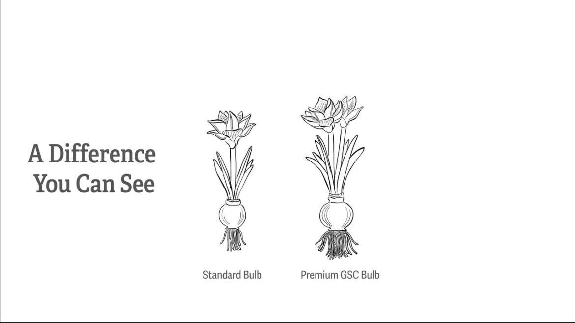 Premium Amaryllis: Ours vs Theirs