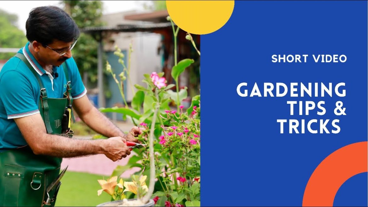 GARDENING TIPS & TRICKS - How to attract birds in your Garden