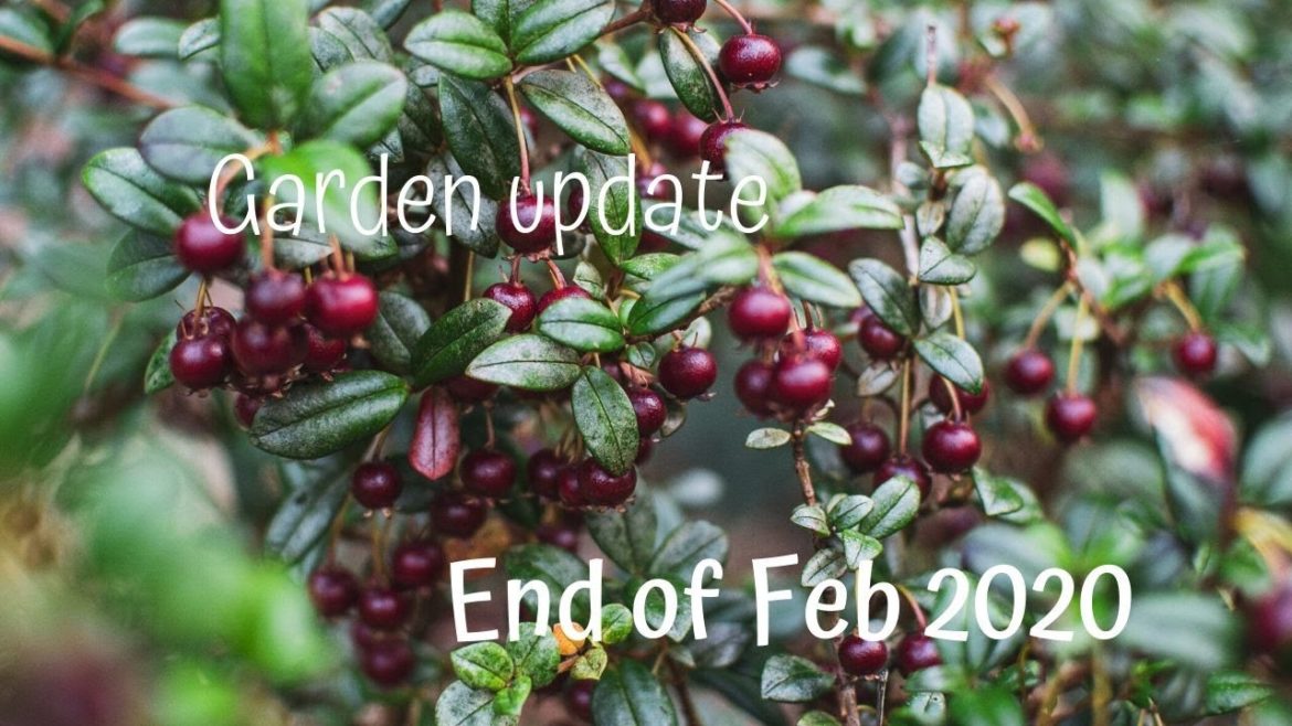February No Dig Garden Update (Edible Garden NZ Summer 2020)