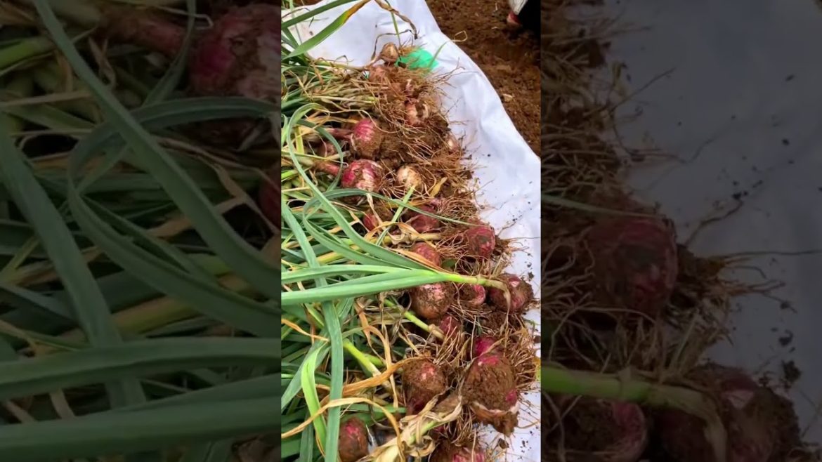 Harvest a special Garlic