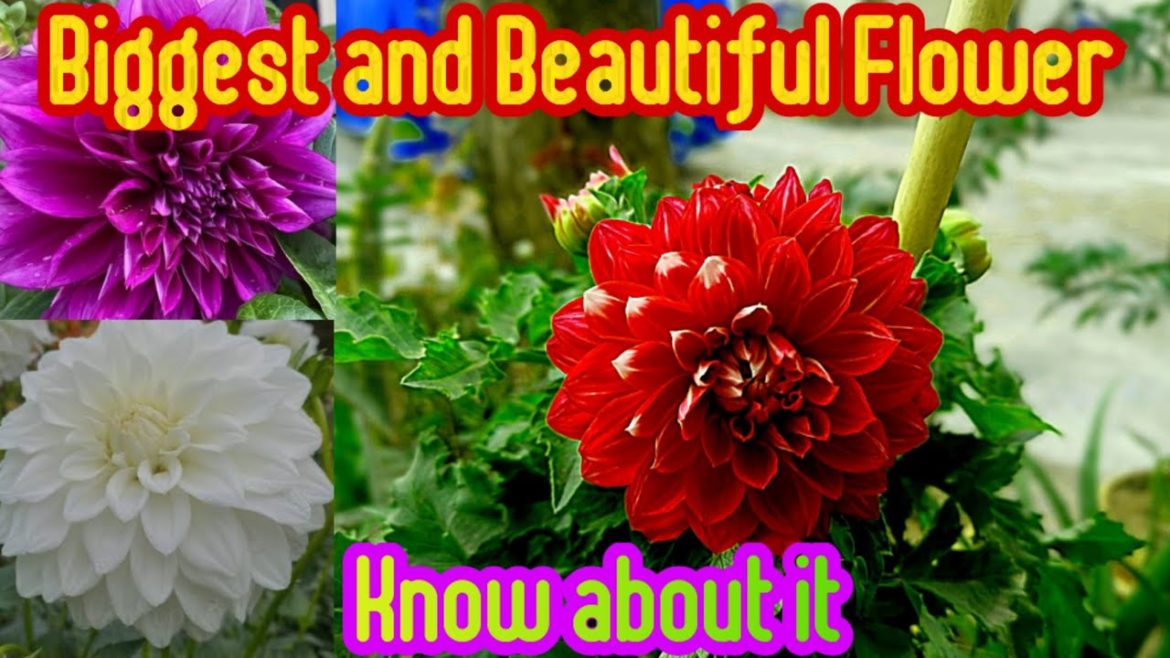 Growing and caring tips of Indian Dahlia  | Biggest Flower #flowers #plants #beautiful