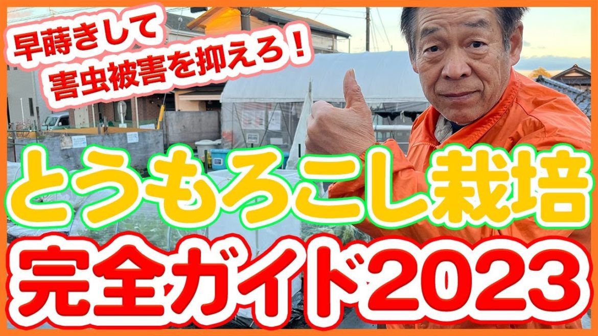 家庭菜園や農園のトウモロコシ栽培は早撒きで害虫被害を抑える！1月開始のとうもろこしの育て方を徹底解説！/Tips for starting corn cultivation in January.