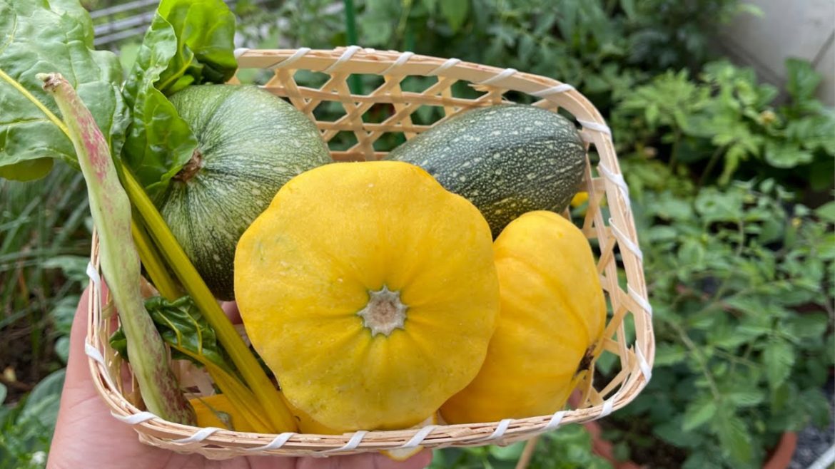 Japan Vlog | Container Garden | My small Garden Harvest ,  Life of a Stay at Home mom Japan