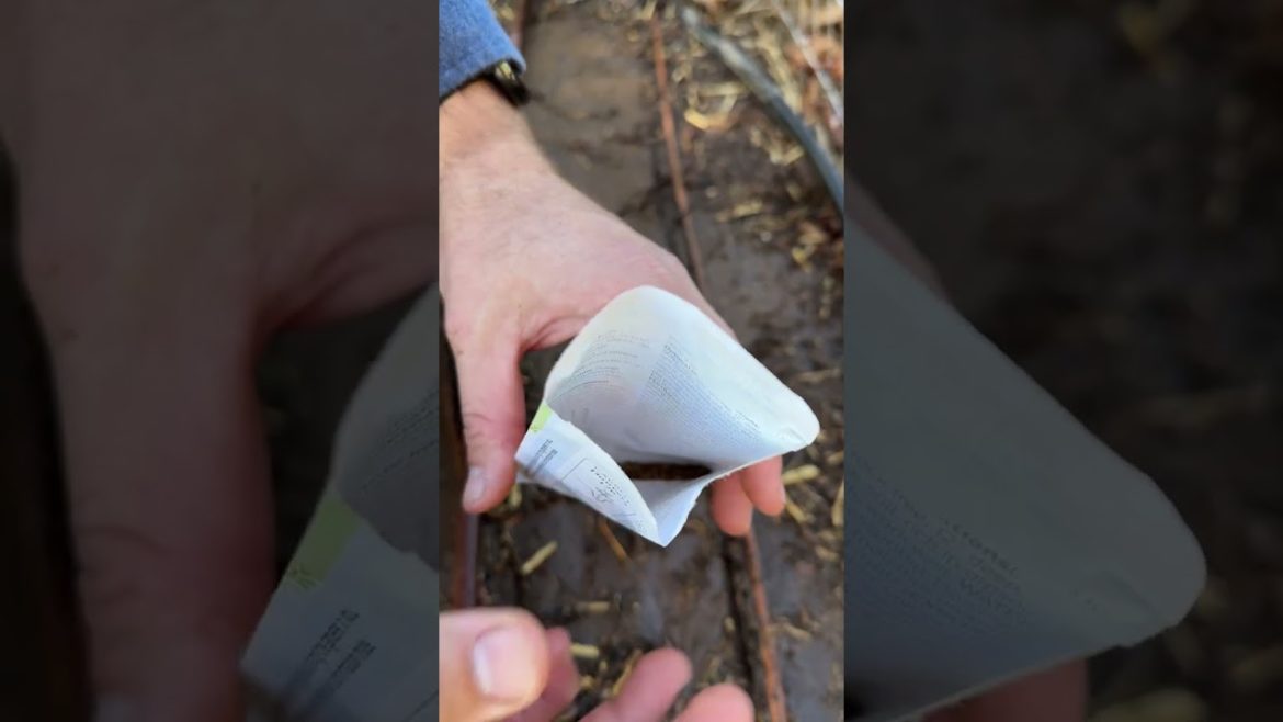 Easiest Carrot Germination!