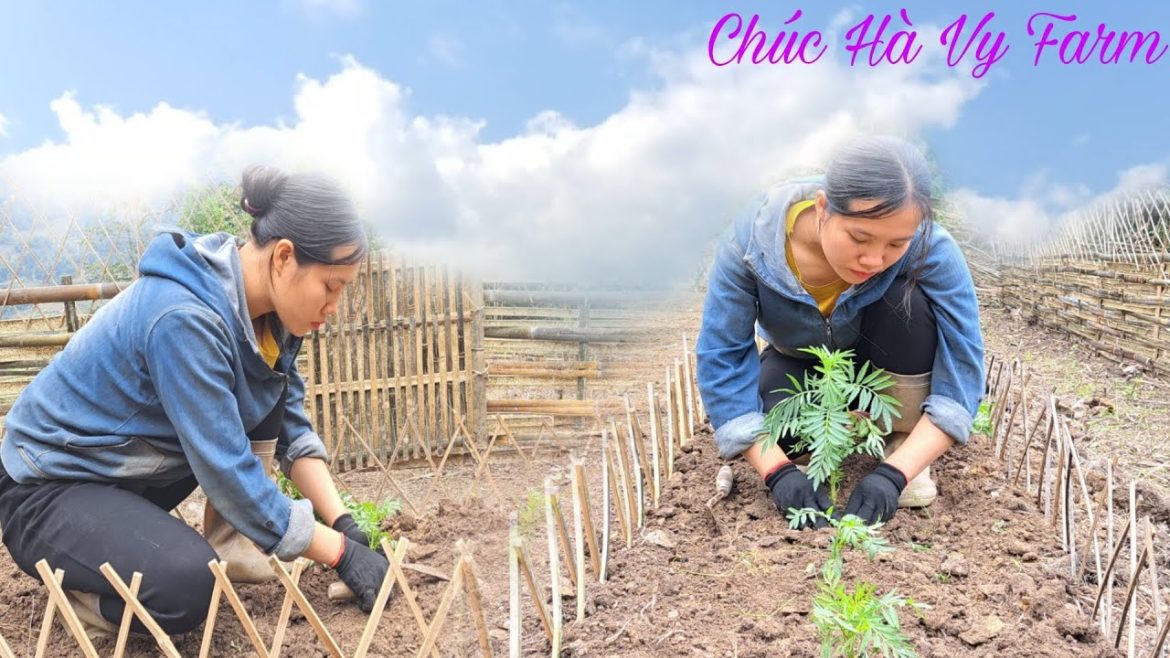 Gardening, planting flowers and fertilizing vegetables | Chúc Hà Vy Farm,ep9
