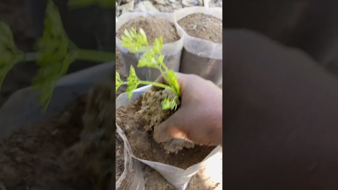 Carrot transplant #shorts #youtubeshorts #short #gardening
