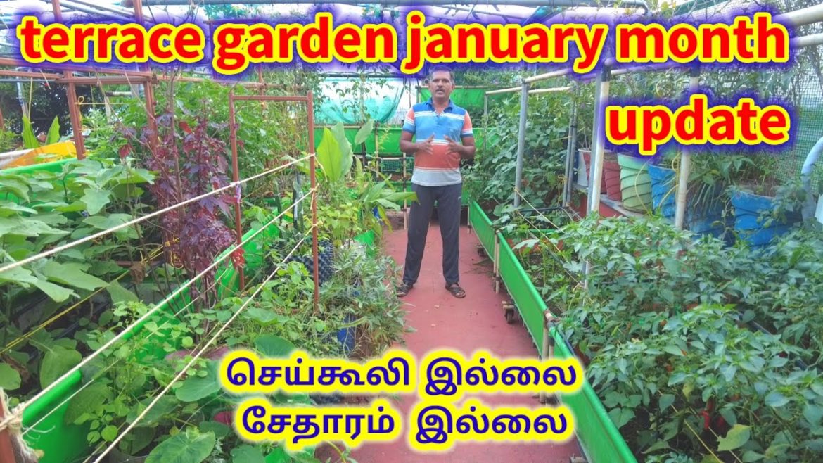 terrace garden January month update | guna Gardening ideas