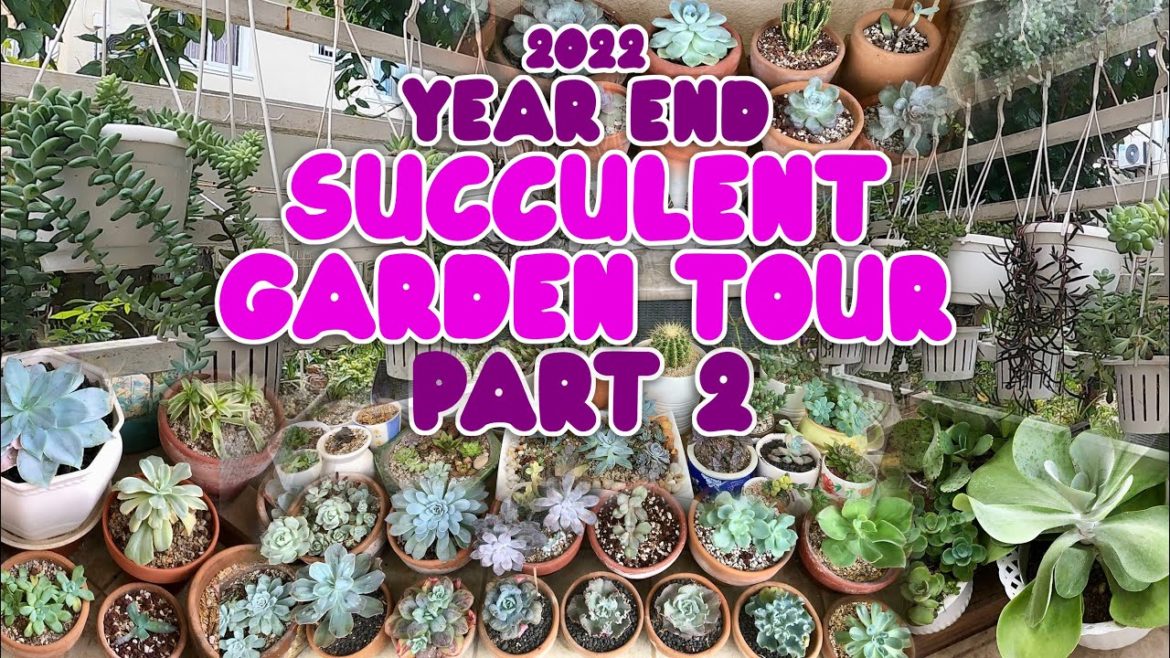 YEAR END SUCCULENT GARDEN TOUR - PART 2 | By Intri's TV