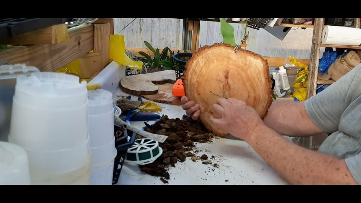 Mount a Staghorn fern. This is the way I do it.