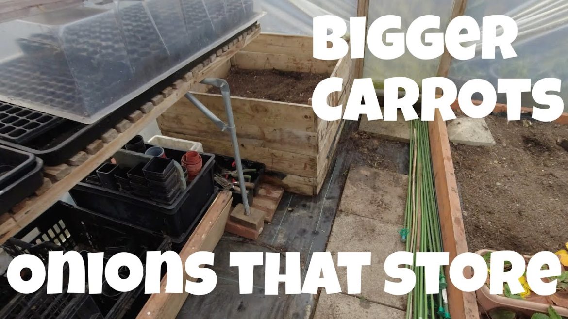 Bigger Carrots | Onions that Store | Allotments For Fun and Food