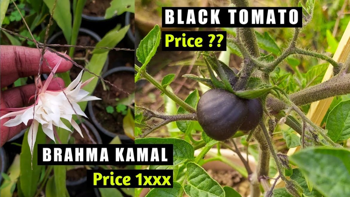 Black Tomato Price | Biggest Nursery | Gardening | The Smart Gardener