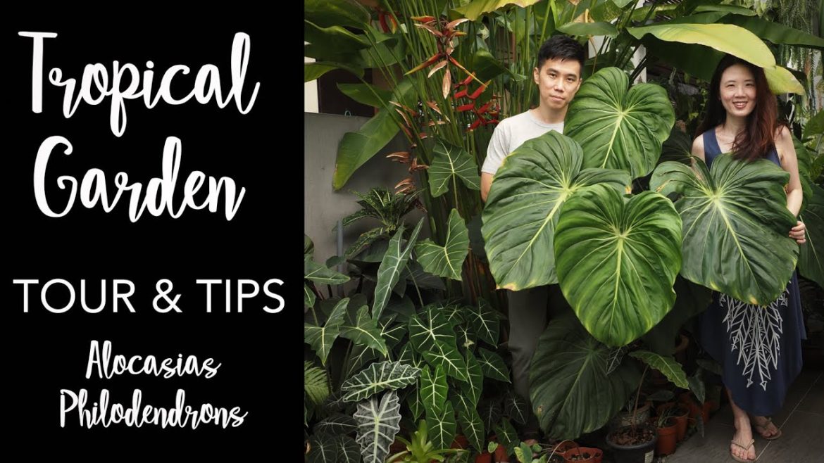 Tropical Garden Tour with Pro Care Tips | 50+ Aroids with Master of Alocasia Care ft. Lone Wong Tropical Garden Tour with Pro Care Tips | 50+ Aroids with Master of Alocasia Care ft. Lone Wong