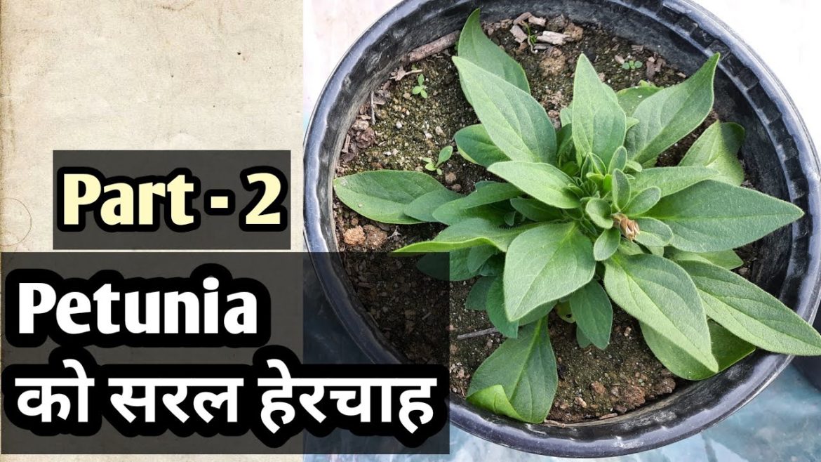 Petunia care tips|| Petunia को सजिलो हेरचाह ||Nepali gardening tips