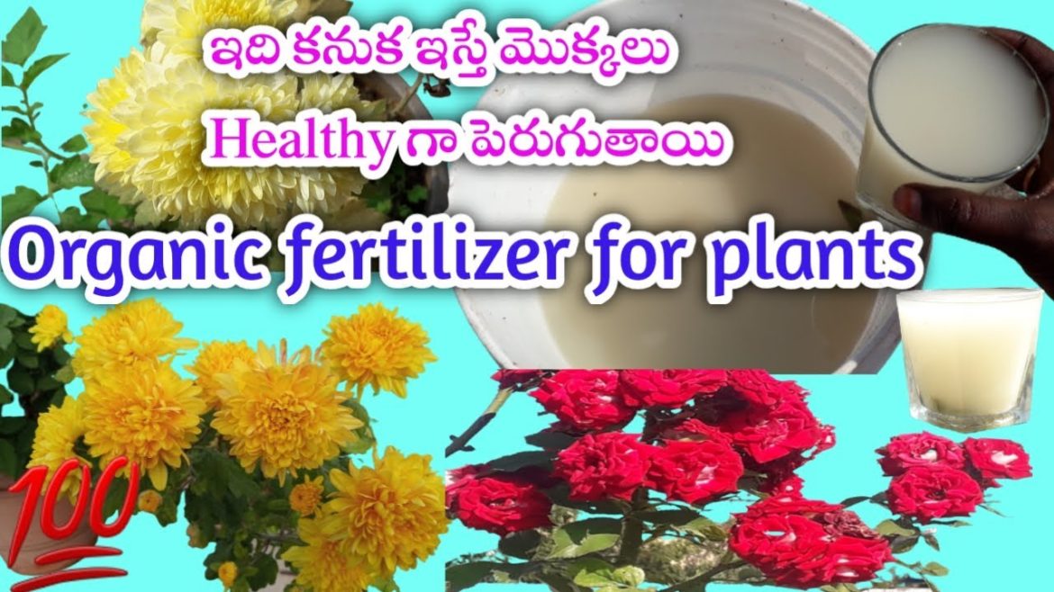 మీకు ఖర్చు లేదు, శ్రమ లేని ఫర్టిలైజర్# Free fertilizer for plants#Gardening tips#Midde tota# మీకు ఖర్చు లేదు, శ్రమ లేని ఫర్టిలైజర్# Free fertilizer for plants#Gardening tips#Midde tota#