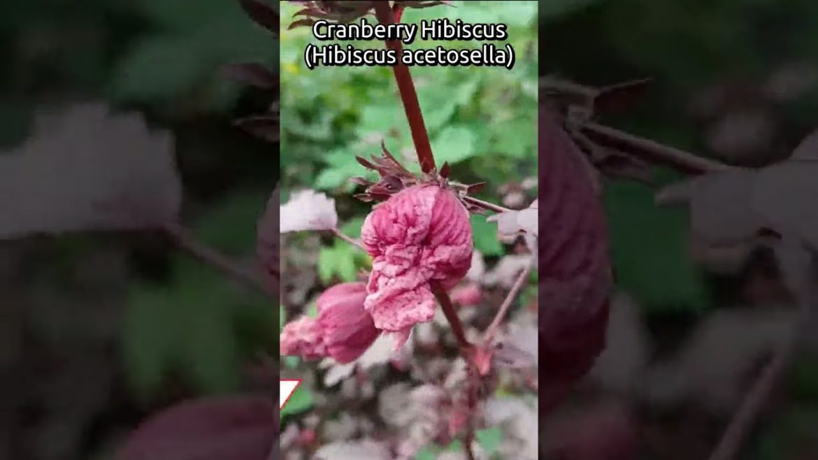 #shorts  Edible Landscape Plant With  Beautiful Flowers | Cranberry Hibiscus