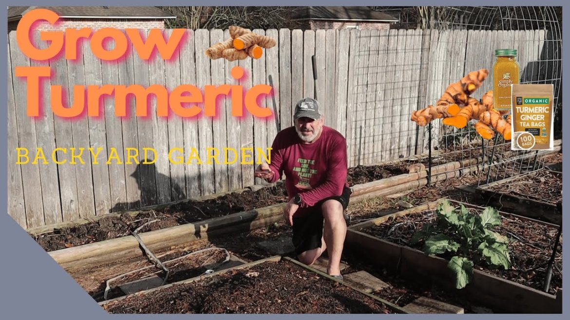 Grow Turmeric in Backyard Garden