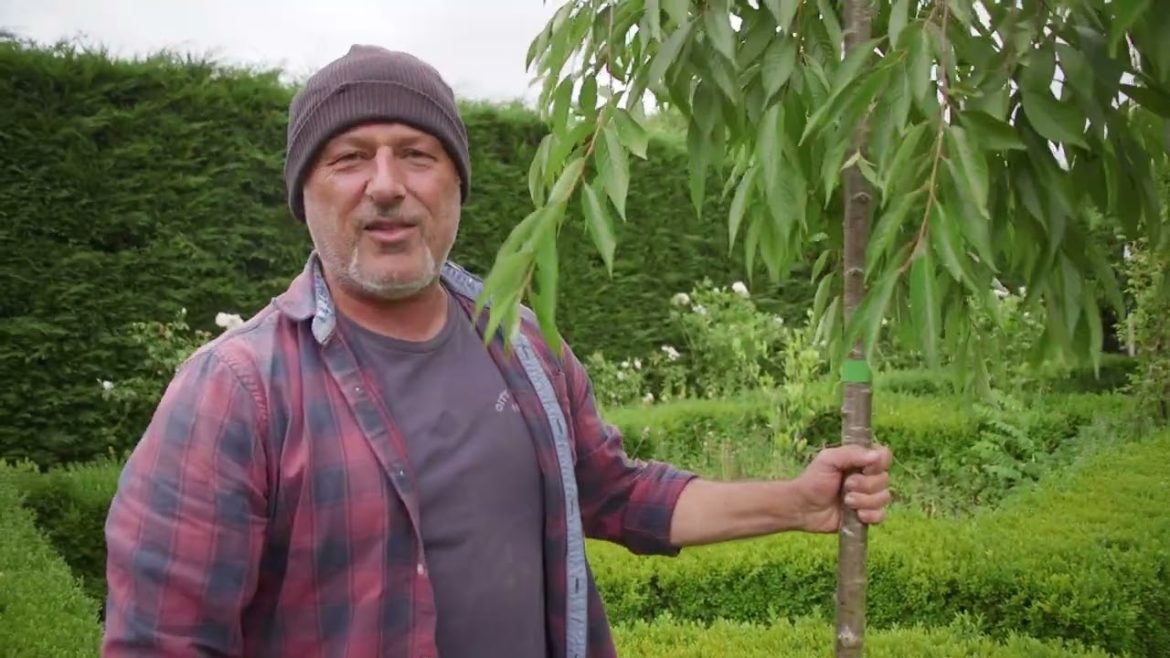 How To Prune Suckers Off Your Plants