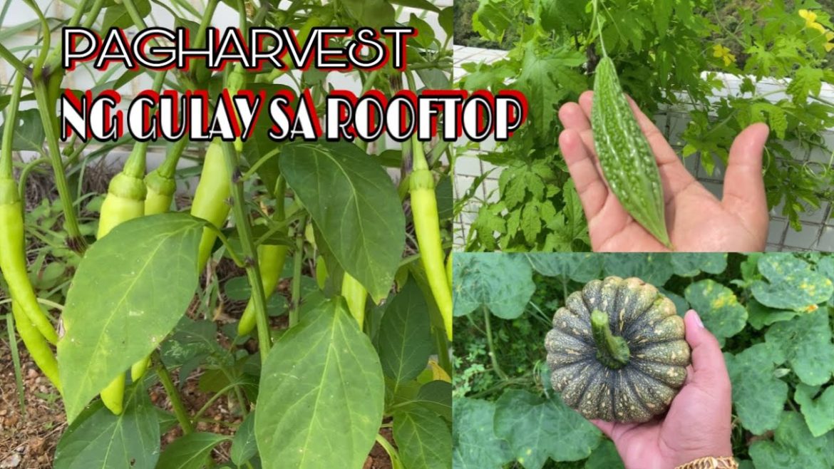 PAG HARVEST NG GULAY SA ROOFTOP Mini vegetable garden sa rooftop| Macau China