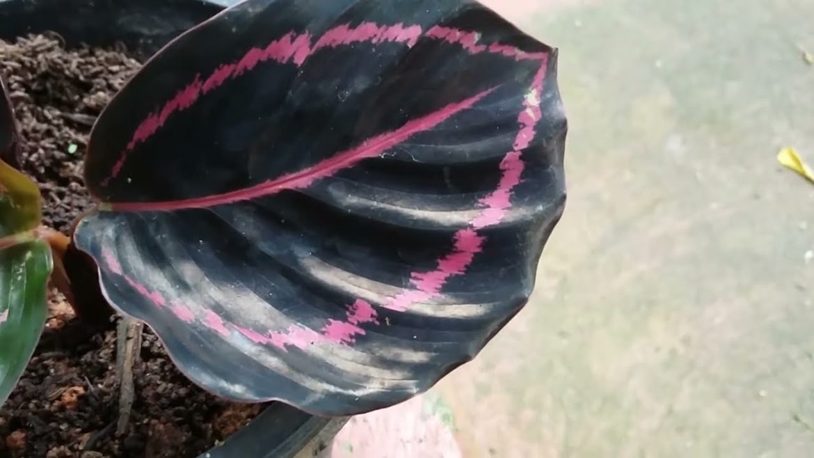 Calathea roseopicta, little #princess, rose-painted calathea Calathea roseopicta, little #princess, rose-painted calathea