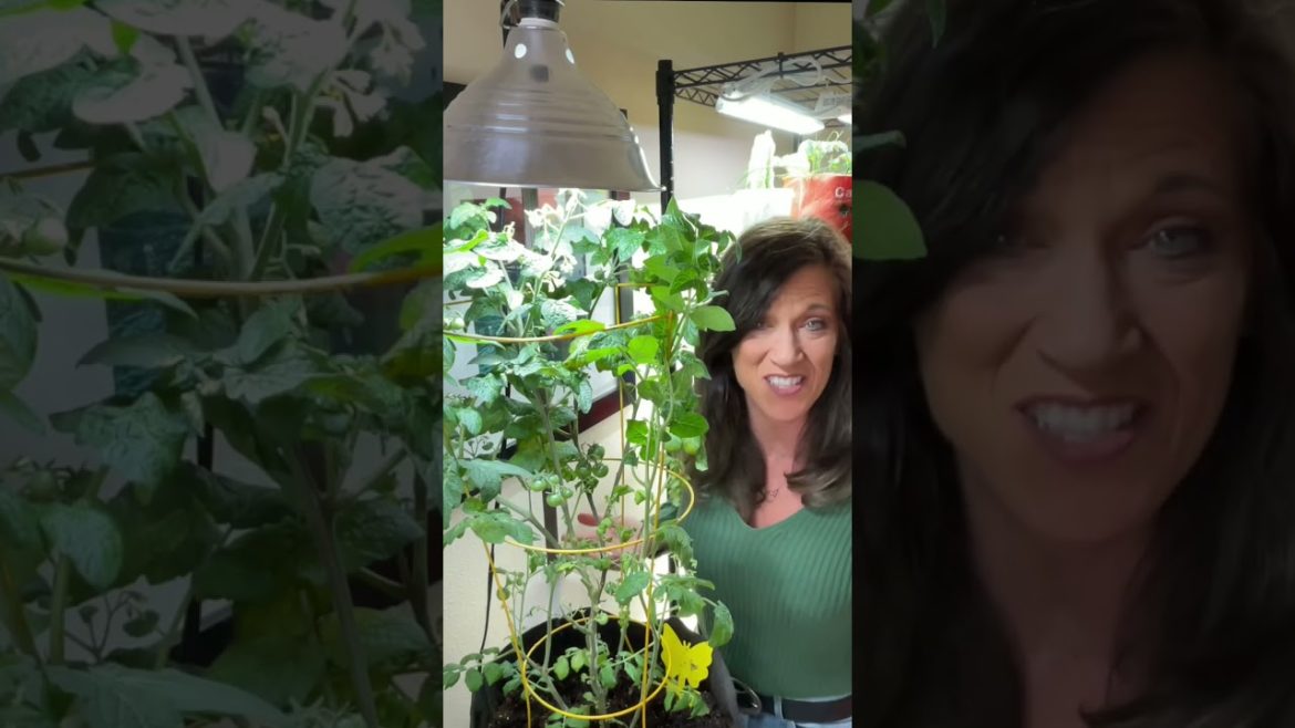 CaliKim: Pollinate Your Tomato’s ?? Pollinate Your Tomato’s ??