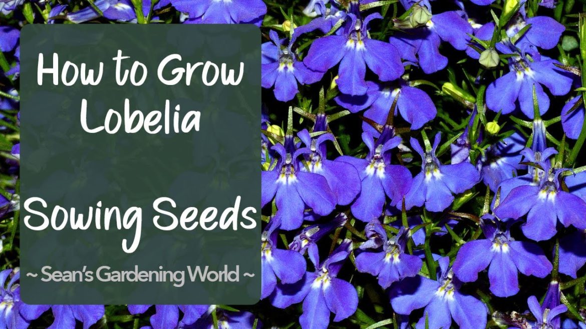 How to Grow Lobelia: Sowing Seeds How to Grow Lobelia: Sowing Seeds