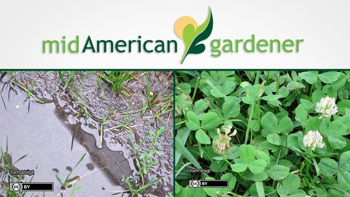 Mid-American Gardener With Dianne Noland – June 18th, 2015 Mid-American Gardener With Dianne Noland - June 18th, 2015